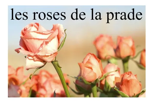 Les Roses de la Prade